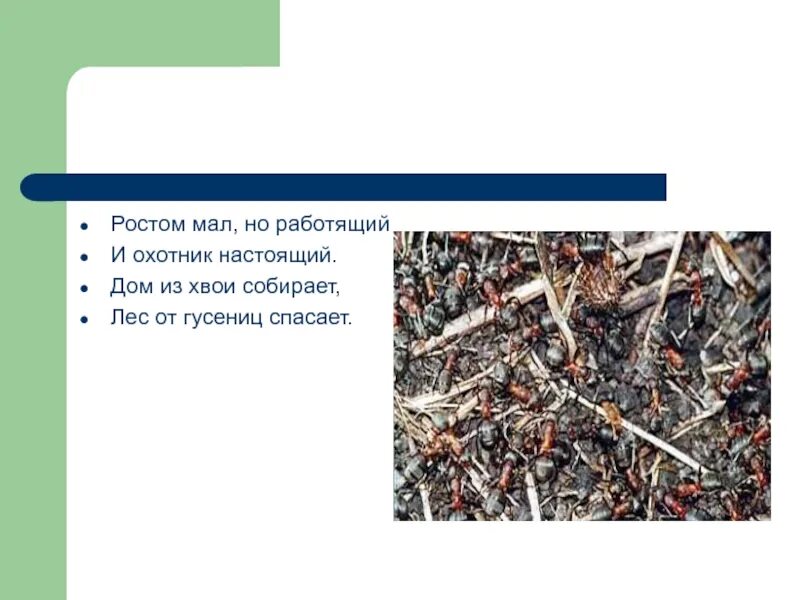 Немал ростом. Высокие женщины. Элисани сильва рост. Немал ростом. Элисани да крус сильва рост.
