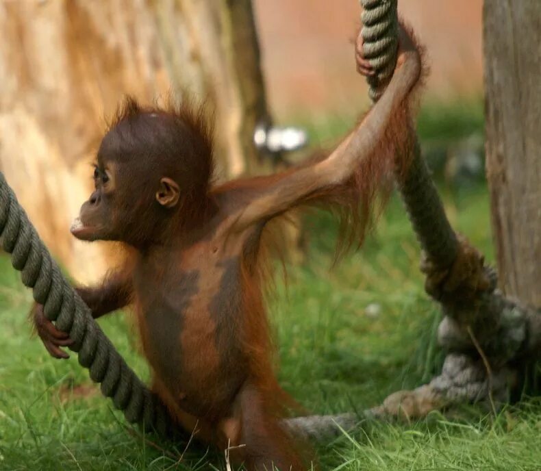I like monkeys