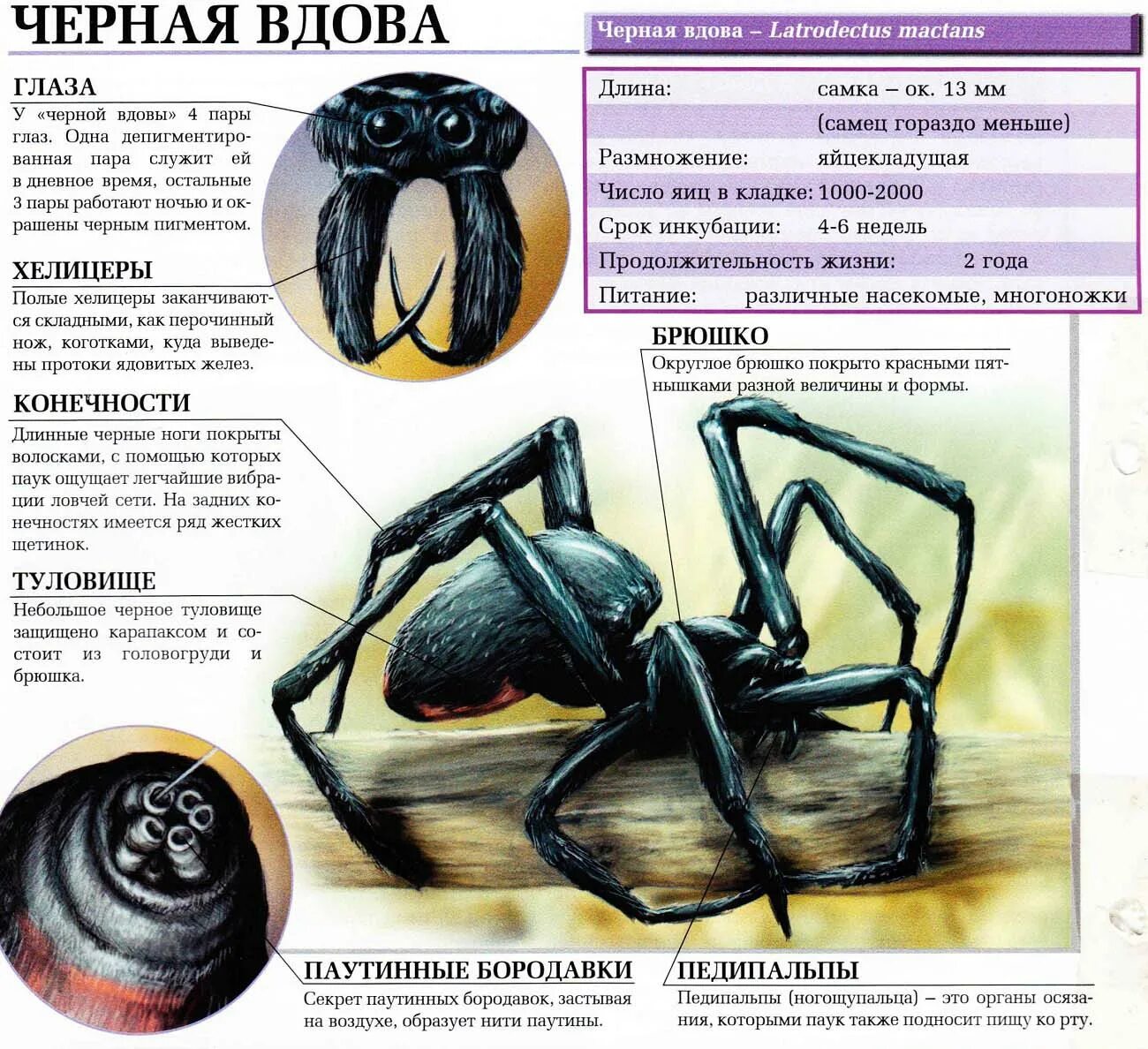 Ответы Mail.ru: Если Чёрная вдова... вышла замуж за Каракурта