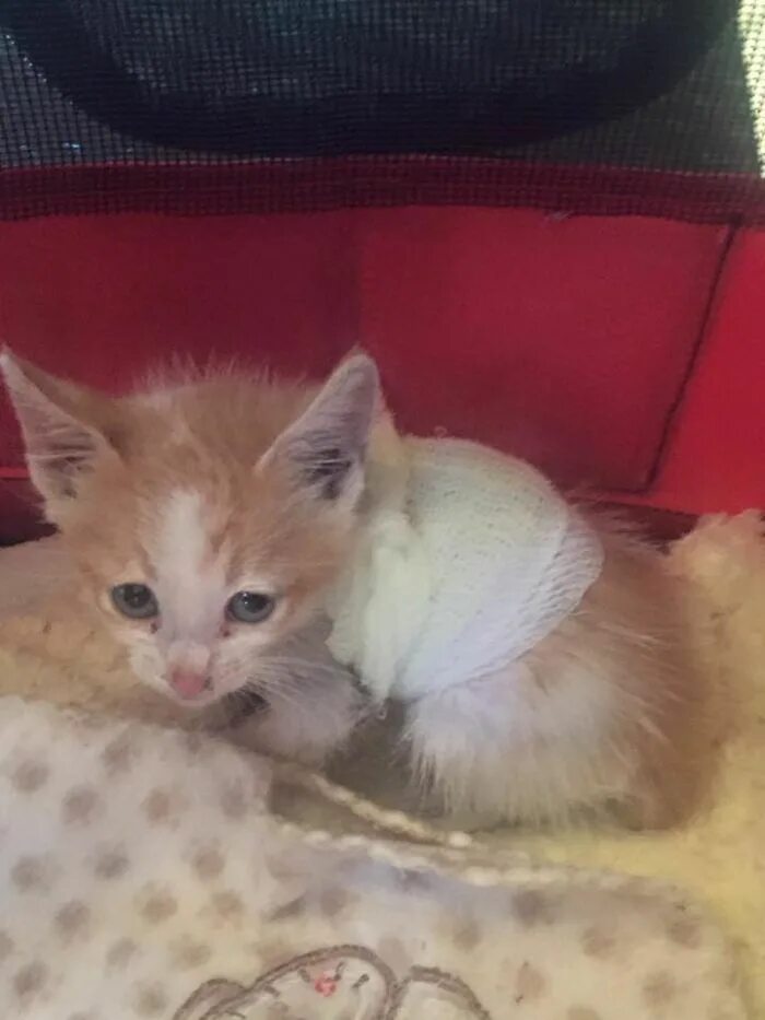 Котик переживает. Котик попался. Котенок в подвале. Спасение четырёх маленьких котят. Котенок попал.