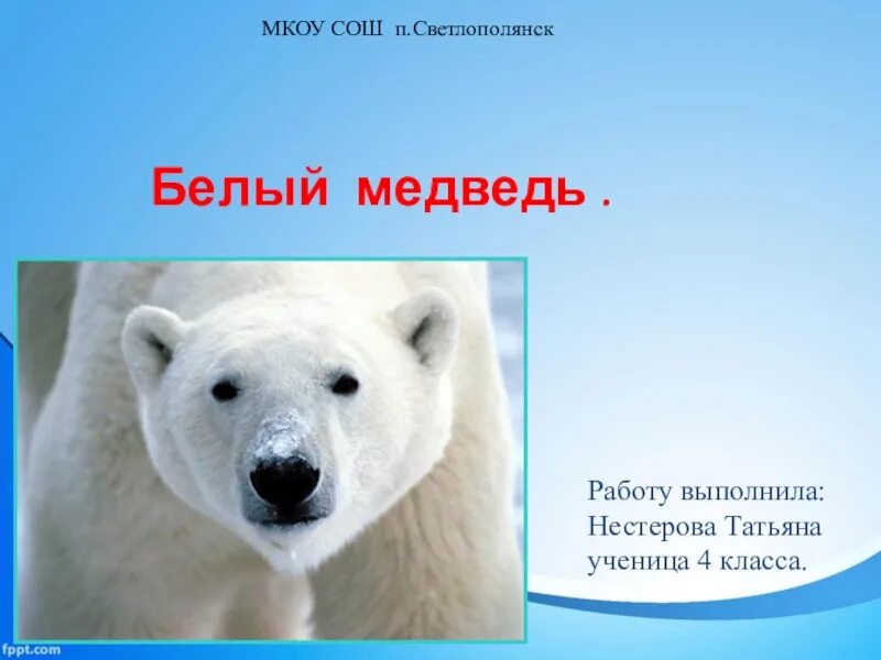 Текст белый медведь 4 класс. Презентация на тему белый медведь. Сочинение про белого медведя. Белый медведь презентация 1 класс. Белый медведь 4 класс.