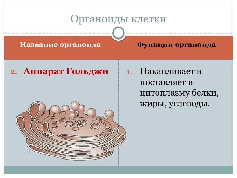 Органоиды белка. Гольджи двумембранный органоид. аппарат гольджи одномембранный или двумембранный органоид. органоиды клетки. название органоидов клетки.