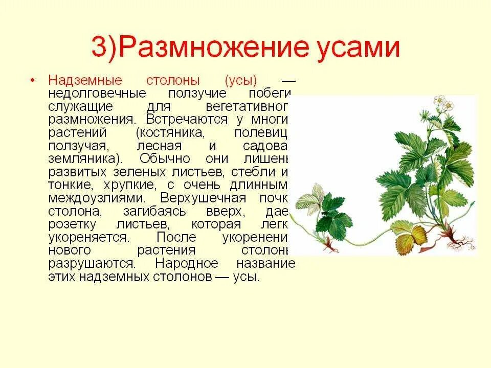 Какое размножение у земляники. Надземные столоны земляники. надземные ползучие побеги. усы (ползучие побеги) земляники размножение. усы (ползучие побеги) клубники вегетативное размножение.