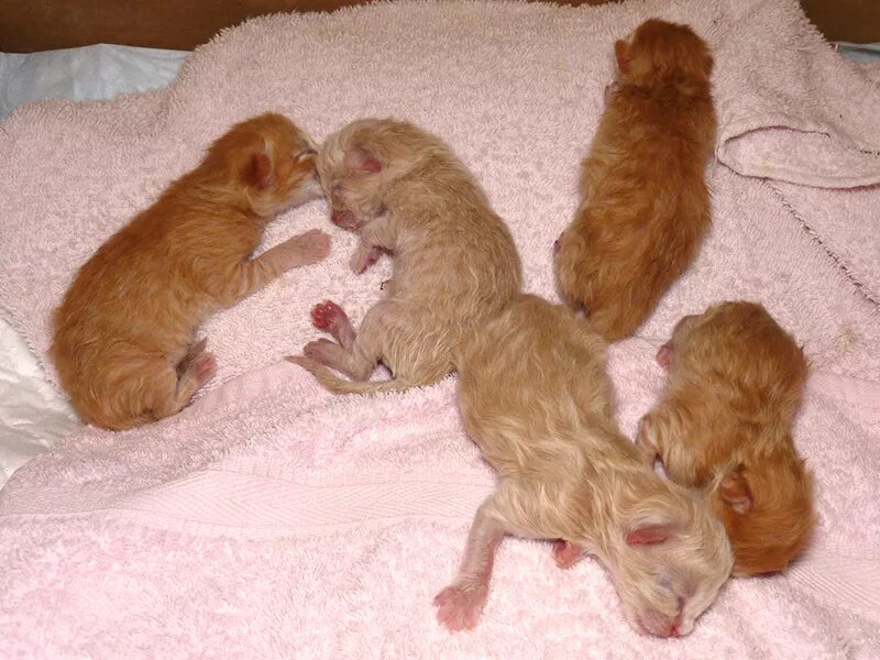 Вислоухая кошка рожает. Новорожденные котята британцы циннамон. Новорожденные котята. Новорожденные Шотландские котята. Новорожденные котята вислоухие.