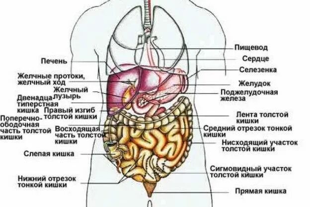Боль под ребрами слева спереди у мужчин. Органы слева снизу. Орган справа снизу. Какой орган находится снизу слева живота. Орган справа снизу живота.