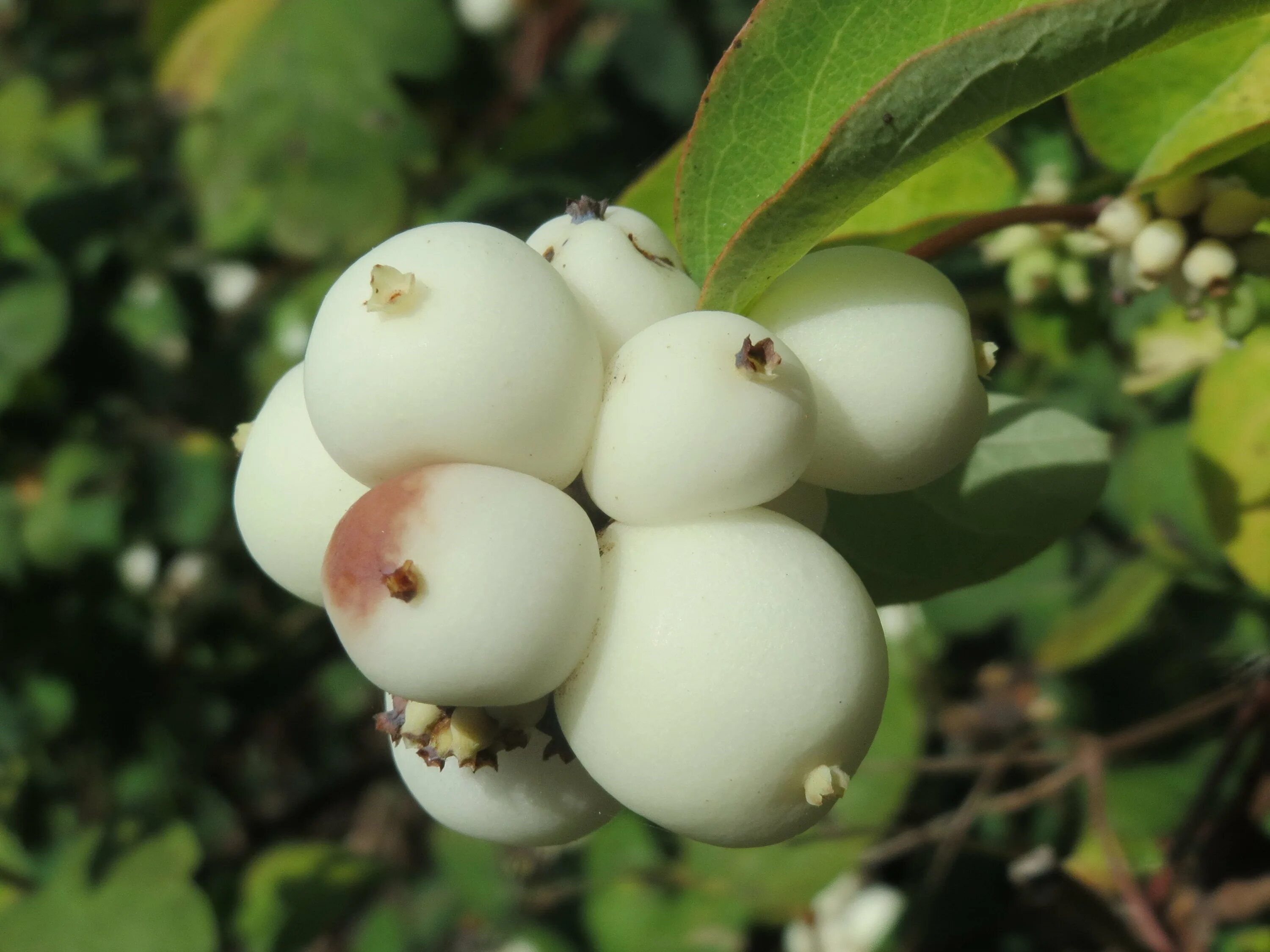 Снежноягодник белый symphoricarpos albus. Снежноягодник белый. Снежноягодник белый. Белый плод. Снежноягодник доренбози вайт хэйдж.
