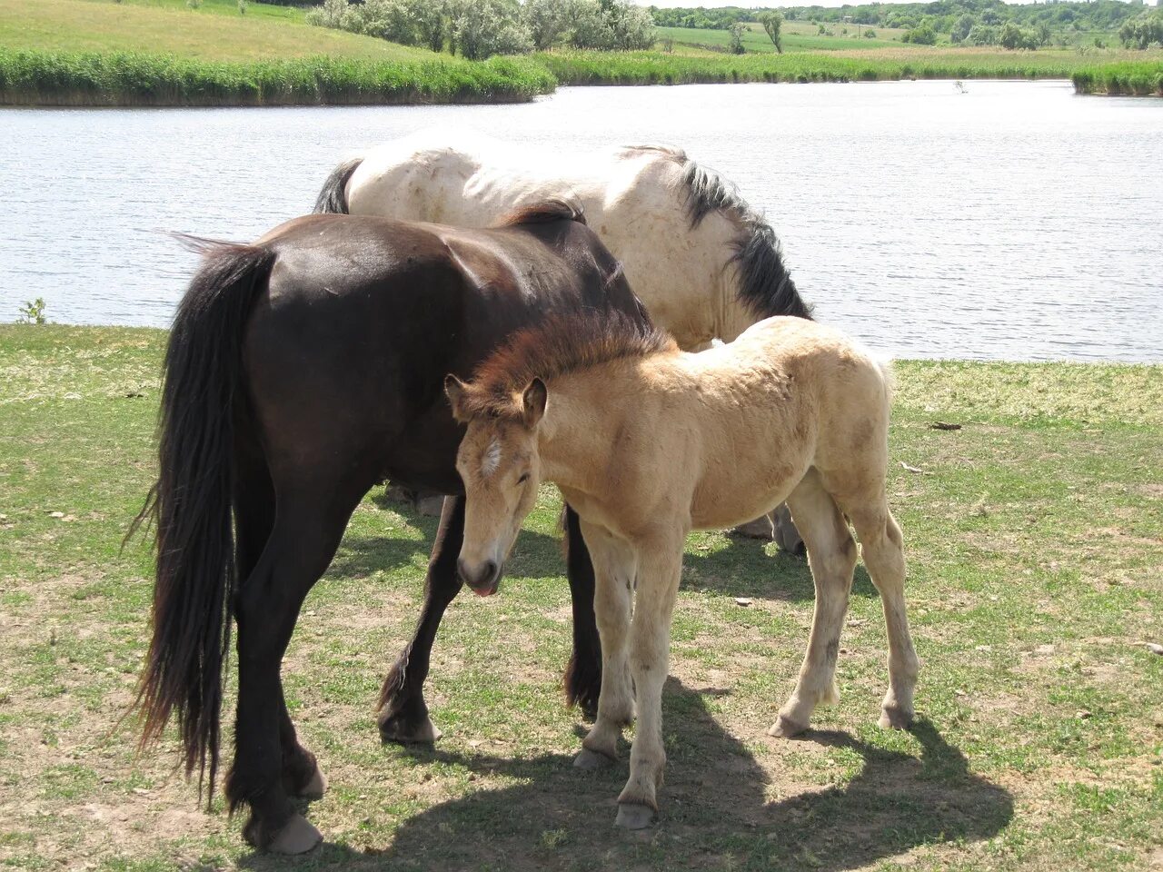 Лошади из пинтереста. Horse 20. Лошадь 20 лет. Прически для лошадей. Русский тяжеловоз лошадь.