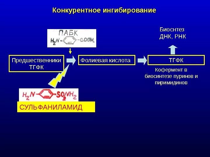 ТГФК кофермент. Конкурентный ингибитор. Конкурентное ингибирование. Кинетика ферментативного катализа.