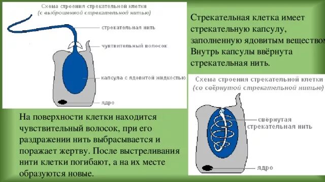 Стрекательные клетки находятся у гидры в. Стрекательные клетки. Строение стрекательной клетки. Стрекательная нить. Строение стрекательной нити.