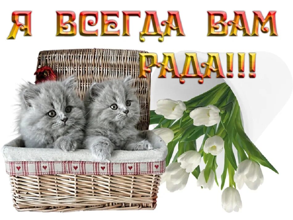 Всегда рад гостям