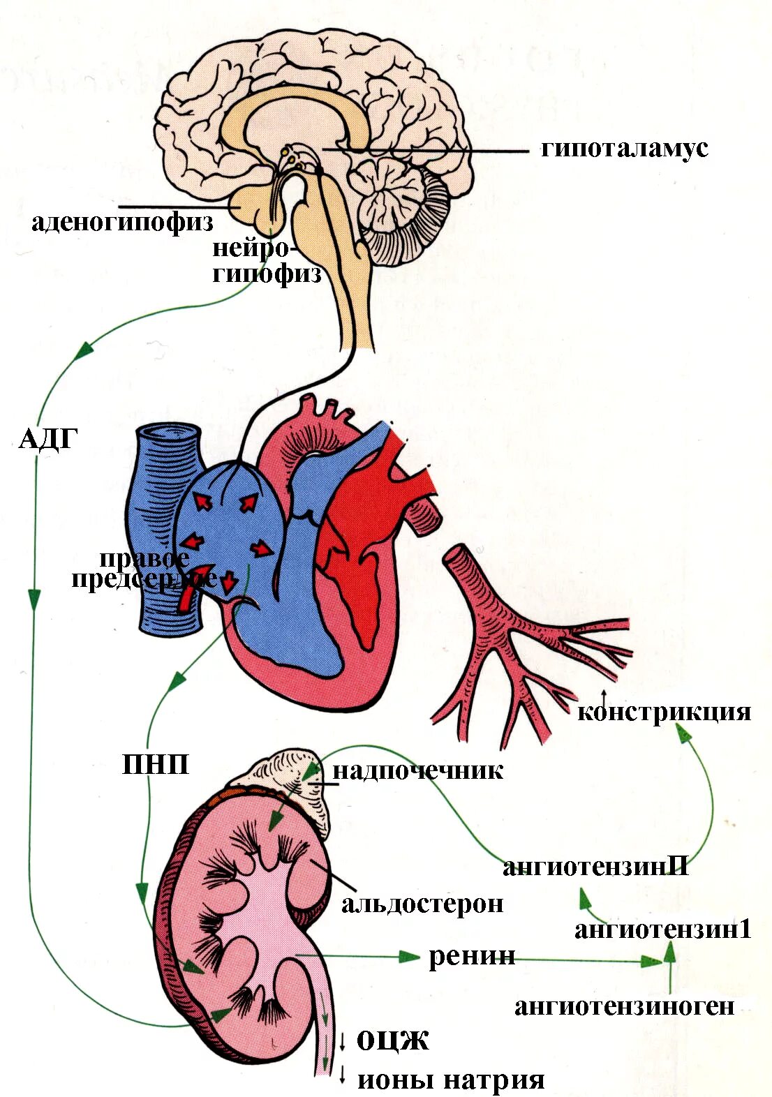 Схема гормональной регуляции функции почек. Гуморальная регуляция сердца гормоны. Схема регуляция функции почек. Схема регуляции деятельности сердца нервная.