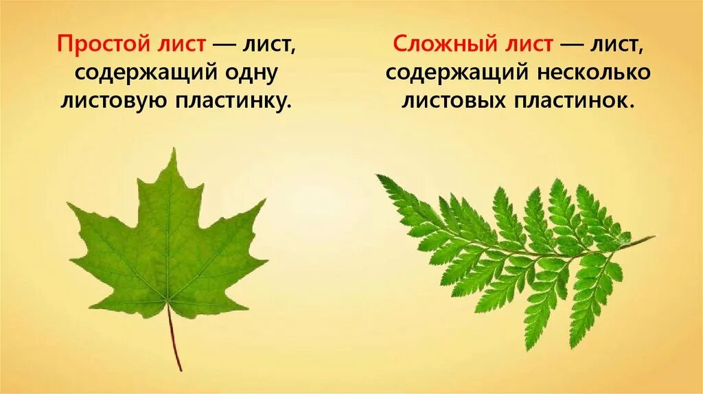 Внешний вид листьев