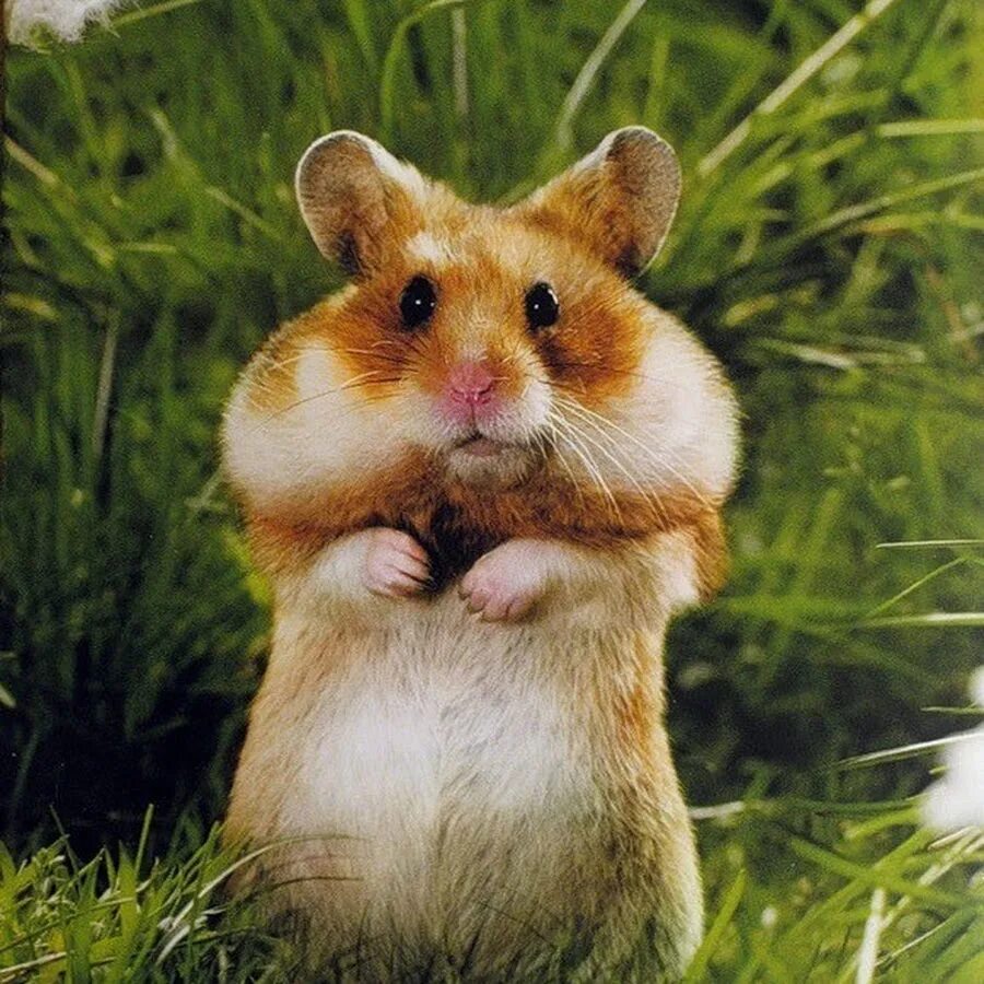 Как выглядит настоящий хомяк Pin de Cheyenne Bailey en Hamsters Mascotas bonitas, Mascotas, Animales