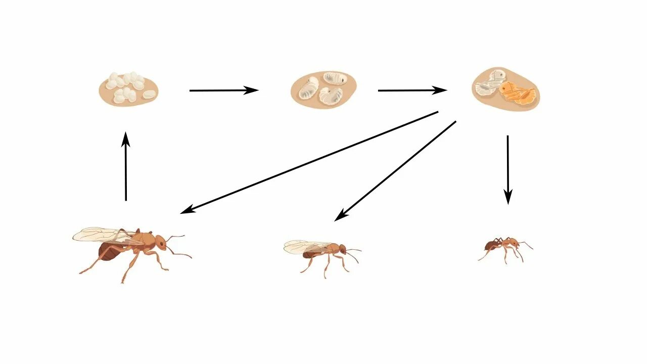 Какое развитие у муравья. Цикл муравья. Жизненный цикл муравьев. Цикл развития муравья. Схема развития муравья.
