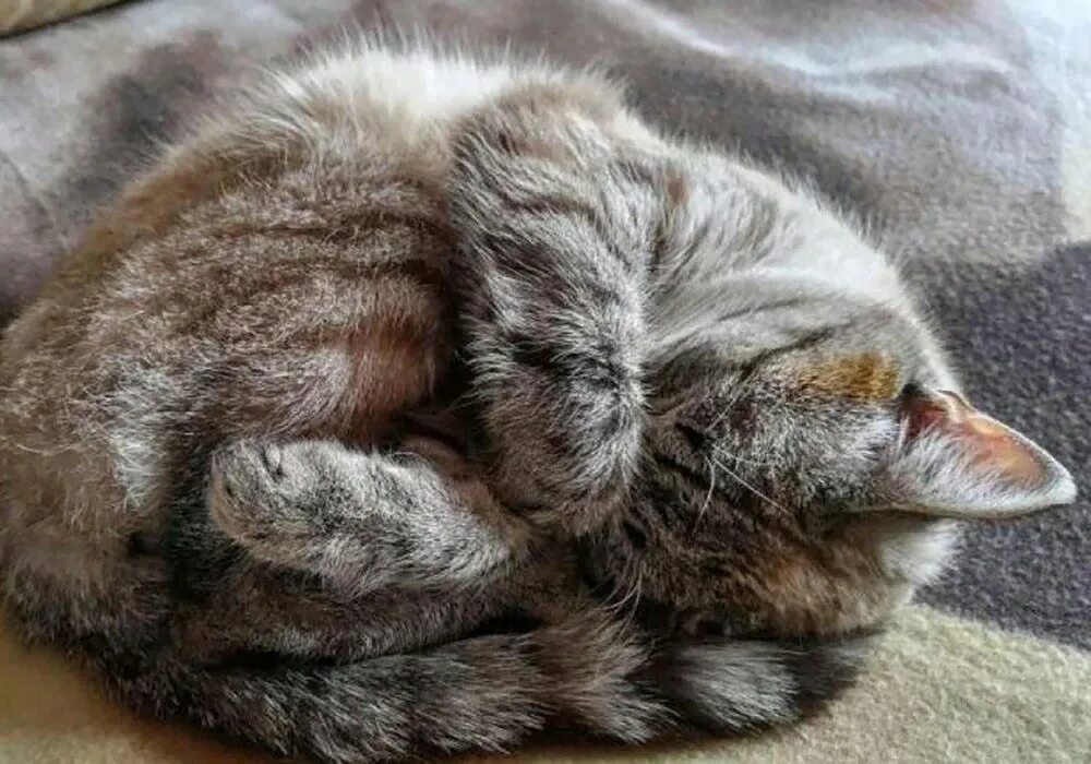 Кошка прячет нос. Спящие котики. Спящий кот клубочком. Кошка свернулась клубком.