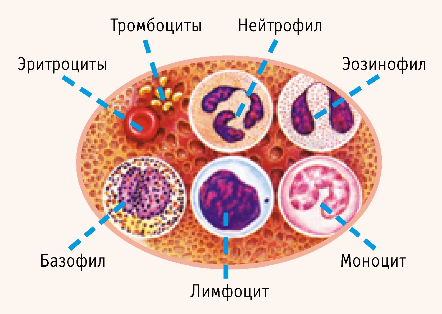 Эритроциты лимфоциты моноциты. Строение клеток крови рисунок. клетки крови лейкоциты рисунок. клетки крови эритроциты лейкоциты тромбоциты рисунок. строение клетки крови человека лейкоцит.