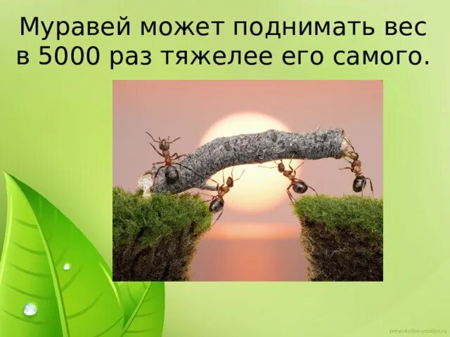 Муравей не велик но горы копает значение. Что может поднять муравей. сколько может поднять муравей. муравей поднимает больше своего веса. муравей поднимает вес.