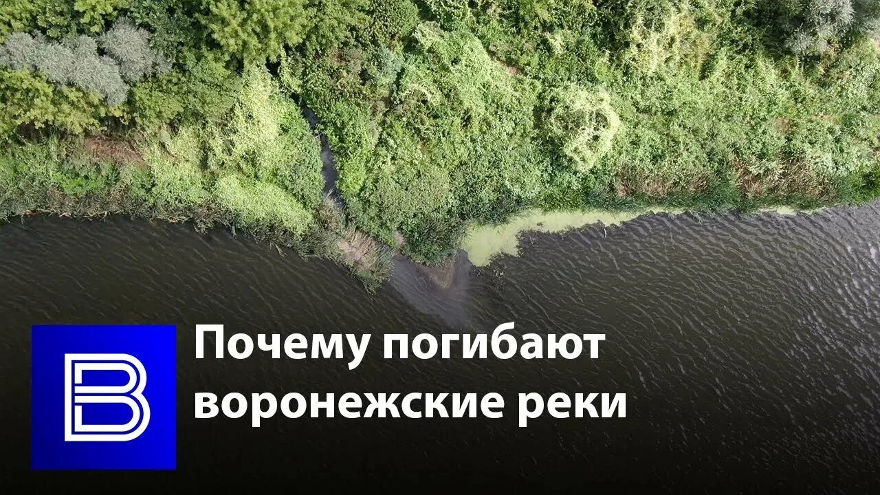 Почему гиб. Река Тавровка Воронеж. Мониторинг уровня воды в реках Воронежской области. Почему растения стали гибнуть в озере. Почему пропала осенью 2022 года речка Дон.