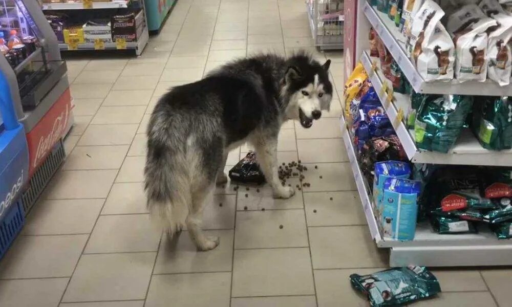 Можно с собаками в продуктовый магазин. Собака в магазине. Щенки в супермаркете. Собака в супермаркете. Собачий магазин.