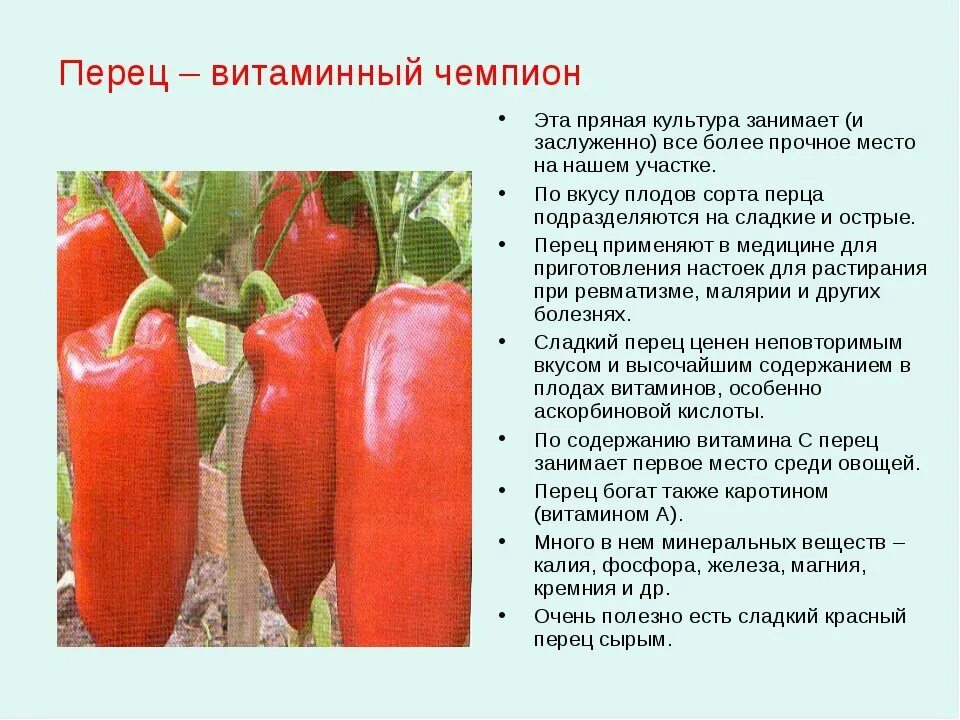 Красный перец польза и вред для организма