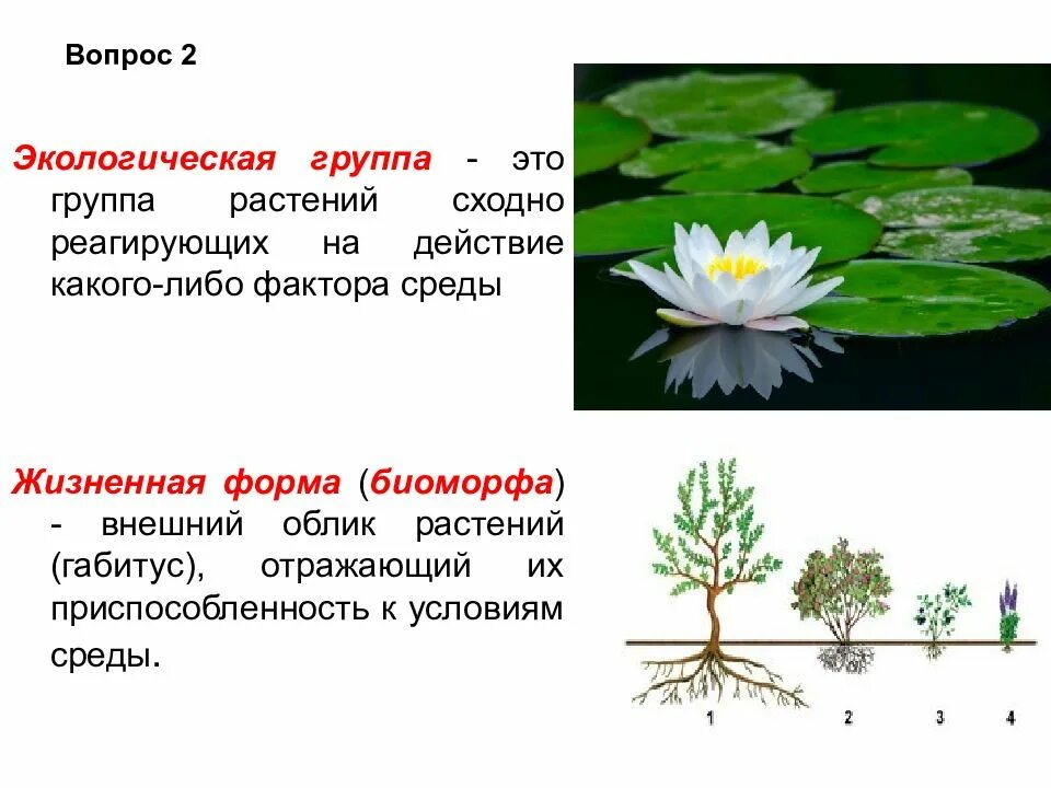 Растения разных экологических групп. Экологические группы растений. жизненные формы и экологические группы. экологические формы растений. растения по отношению к свету и воде.