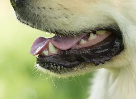 Язык человека и язык животных