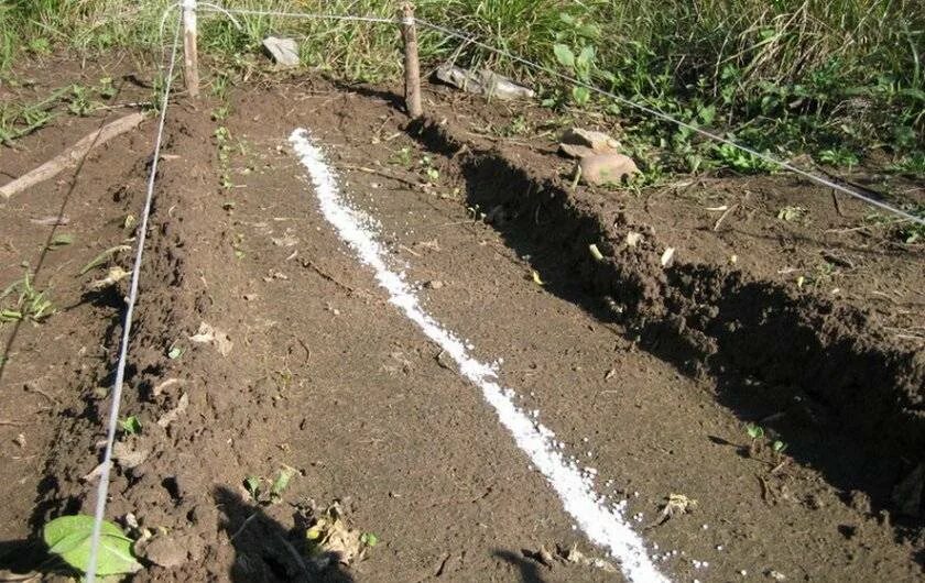 Чем подкормить редиску после всходов