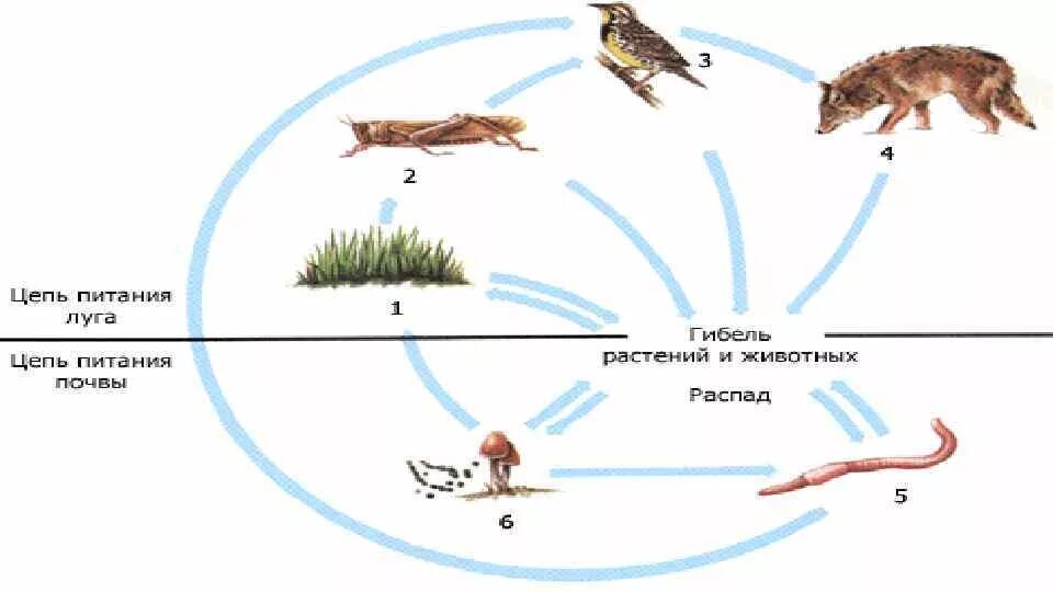 Цепь питания луга 5 класс биология. Цепь схема цепи питания Луга. Пищевая цепочка Луга 5 класс. Цепь питания Луга 4 класс окружающий мир схема. Цепь питания Луга 4 класс.