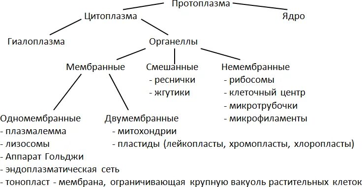 включения цитоплазмы и ядра. химические элементы протоплазмы. состав протоплазмы. химический состав протоплазмы растительной клетки. протоплазма состав.