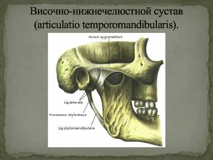 Соединение нижнечелюстной и височной кости. Височно-нижнечелюстной сустав, articulatio temporomandibularis. Височно-нижнечелюстной сустав, articulatio temporomandibularis строение. Внутрикапсульные связки articulatio temporomandibularis.. Височно нижнечелюстной сустав лошади строение.