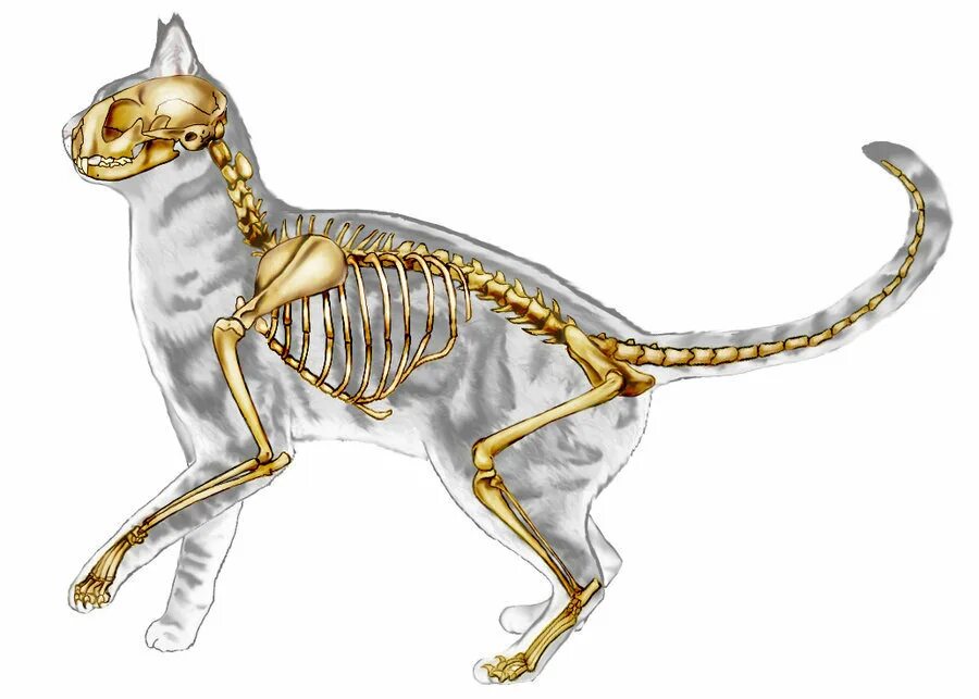 Кости скелета кошки. Кости скелета кошки. Мколет кошки. Скелет зверей. Скелет кошки картинки.