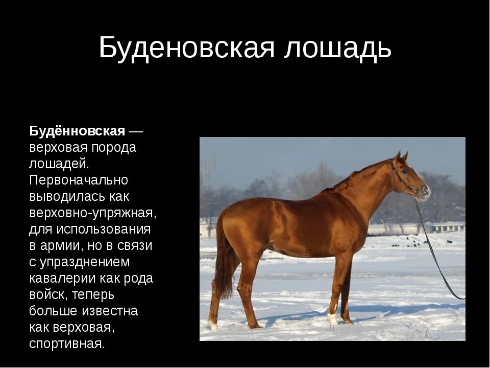 Описание лошадки. Сведения о лошадях. Породы лошадей. Информация о породах лошадей. Самое интересное о... лошадях.