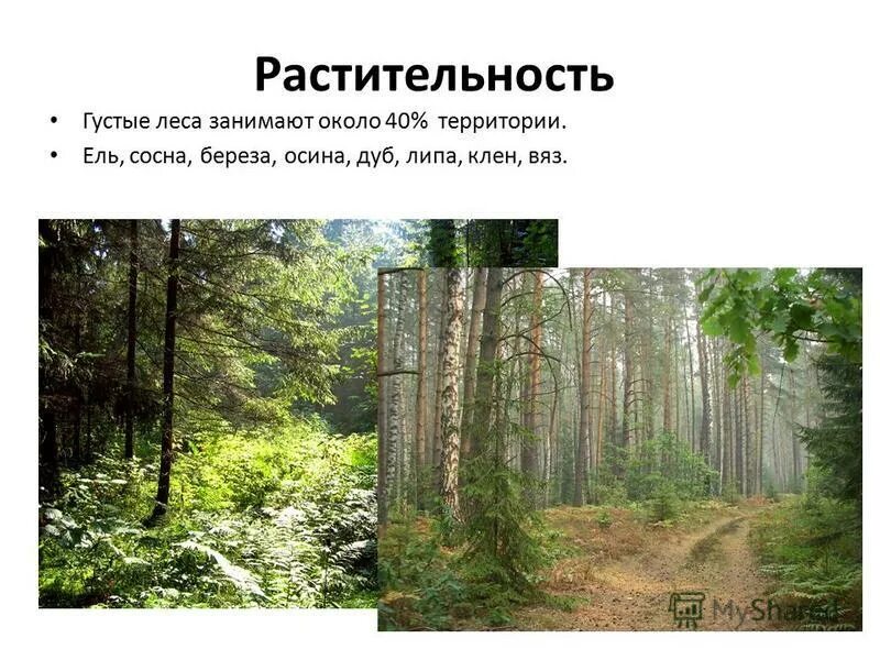 Какие леса занимают