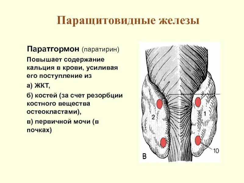 Паращитовидной железы подготовка. Паращитовидная железа расположение. Паращитовидная железа строение. Паращитовидная железа физиология. Подготовка к сцинтиграфии щитовидной железы памятка для пациента.