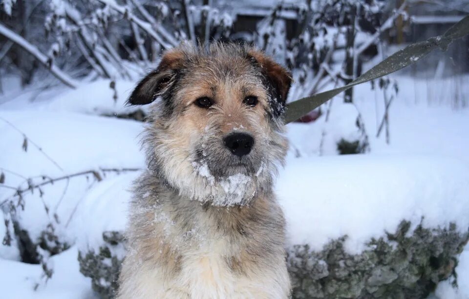 Барнаул площадка для собак изумрудный парк. Парк северное тушино дрессировочная площадка. Площадка для собак парк победы липецк. Фото щенков той пуделя в 2 месяца окрас черный и абрикос. Выставка собак афиша пример.