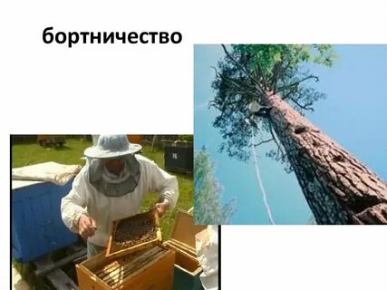 Бортничество в жизни средневековой руси