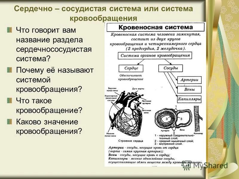 Значение кровообращения. Перечислите функции системы кровообращения. Каково значение кровообращения кратко. Значение кровообращения. Какова роль системы кровообращения.