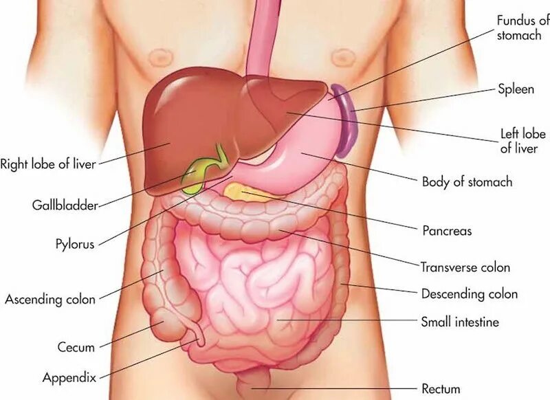 Где находится печень у человека фото. Где находится желудок у человека. Желудок человека расположение. Желудок анатомия человека расположение.