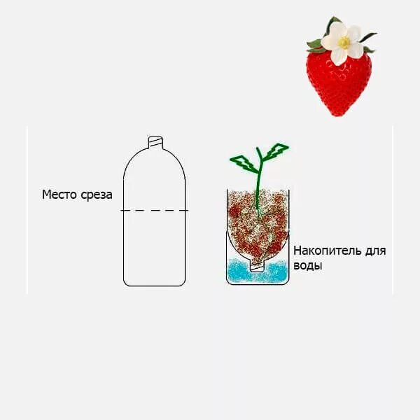 Клубника в пластиковых бутылках. Клубника в пластиковых бутылках. Клубника пластиковые бутылки. Клубника в пластиковых бутылках. Земляника в бутылках.