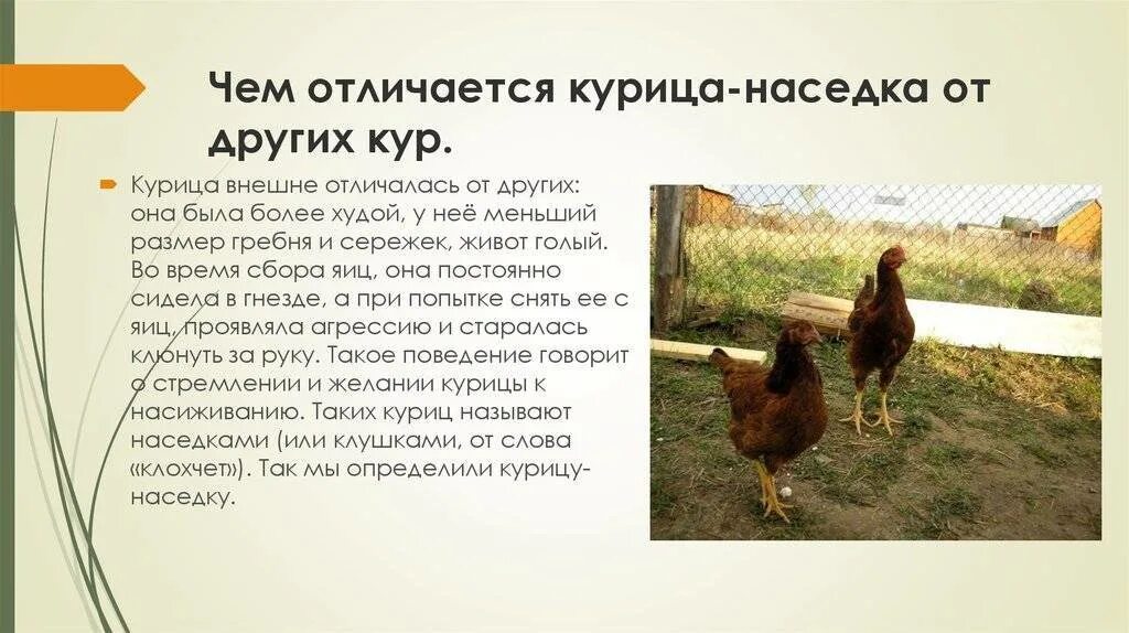 Как узнать несется ли курица