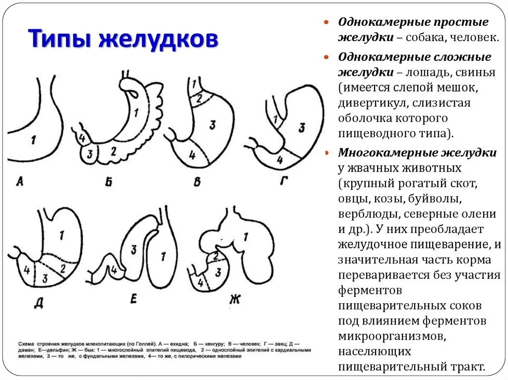 Сколько камер в желудке