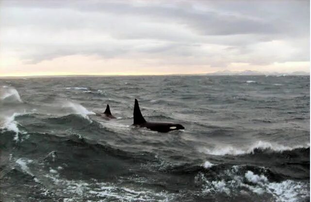Касатки в баренцевом море. Касатка кит убийца. Охотское море сахалин касатки. Касатки в японском море сейчас. Командорские острова касатки.