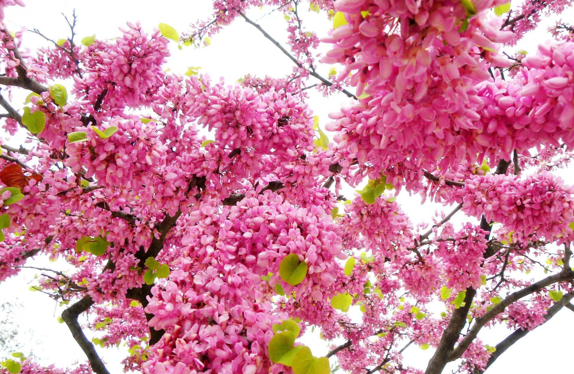 Дерево весной название цветет. Церцис китайский. Cercis chinensis. Cercis chinensis Shirobana. Цветущая дерево.