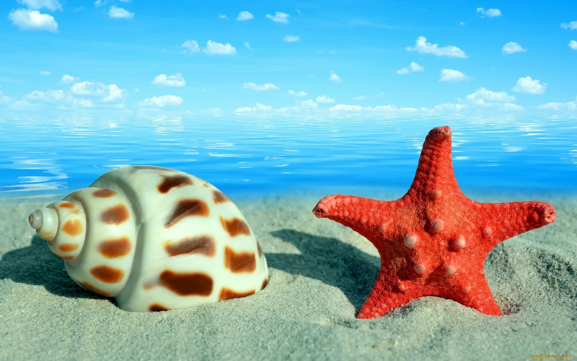 Ракушки морская звезда. Морская звезда. Морская звезда в море. Ракушки и морские звезды. Морская тема.