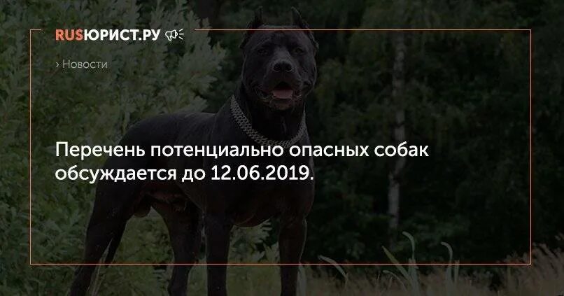 Потенциально опасные собаки рф. Перечень потенциально опасных собак. Список особо опасных пород собак. Список опасных пород собак в России. Перечень потенциально опасных пород собак.