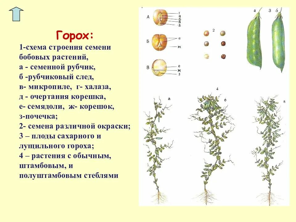 В клетках стебля гороха происходит. Схема строения семени зерновых бобовых культур. структура гороха посевного. горох посевной строение. вид плода гороха посевного.