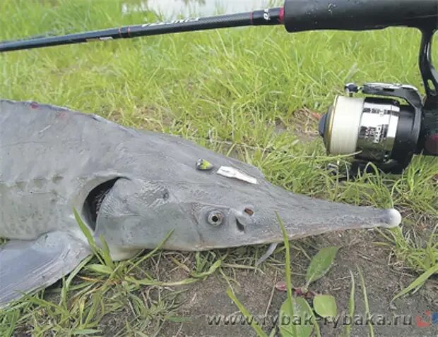 На что ловить осетра на рыбалке. Оснастка на стерлядь на платнике. оснастка для ловли осетра на платнике. снасть на осетра. снасть на осетра на платнике.