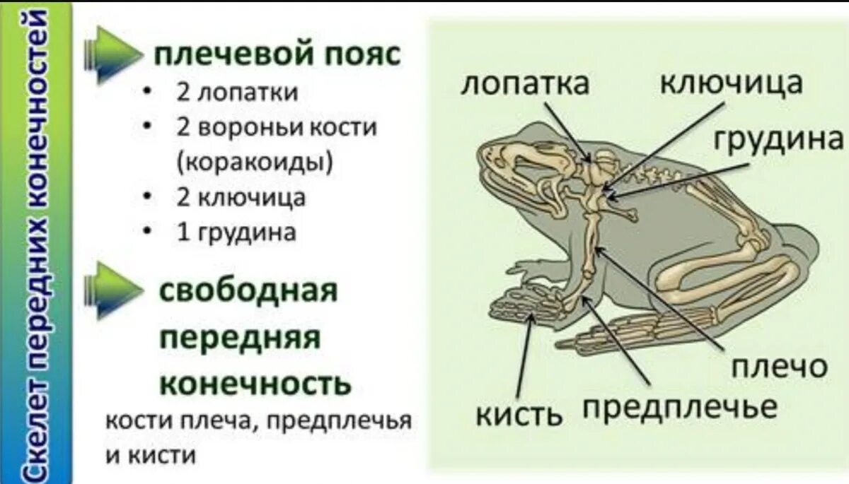 Кости передней конечности земноводных. Строение пояса задних конечностей лягушки. Скелет лягушки пояс задних конечностей. Пояс задних конечностей у земноводных 7 класс. Строение плечевого пояса земноводных.