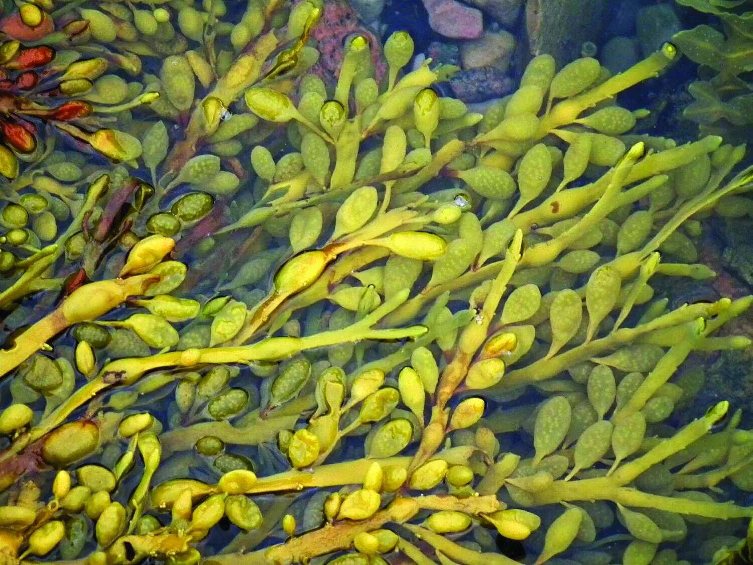 Фукусы морские водоросли. Фукус аскофиллум. Фукус, ламинария, аскофиллум. Аскофиллум водоросль. Фукус водоросль аскофиллум.