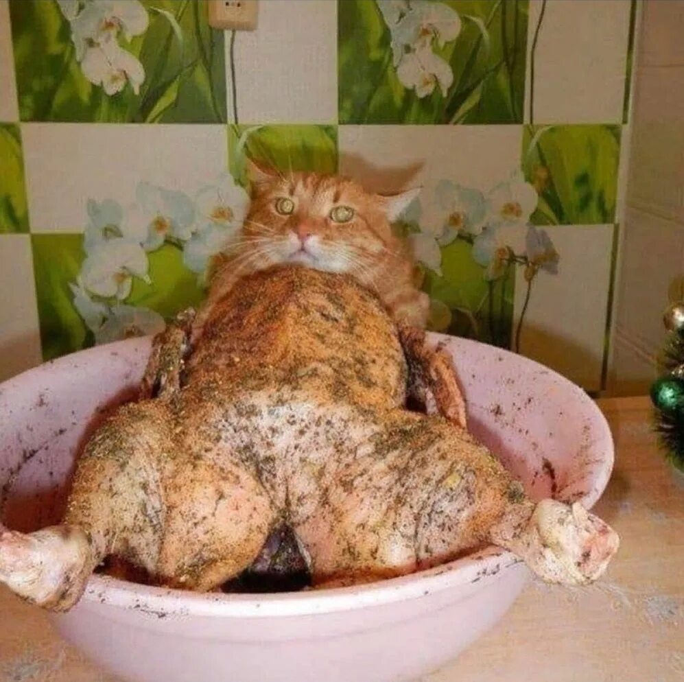 Не могу есть курицу. Кот объелся. Котик обожрался.